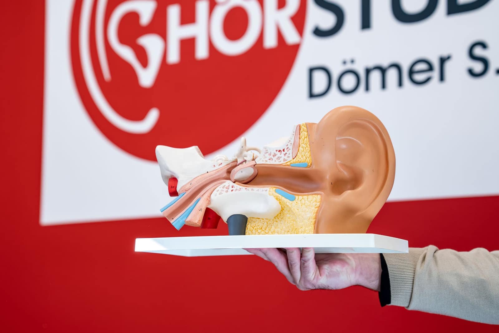 Anatomisches Ohrmodell vor der Logowand des Hörstudios Dömer